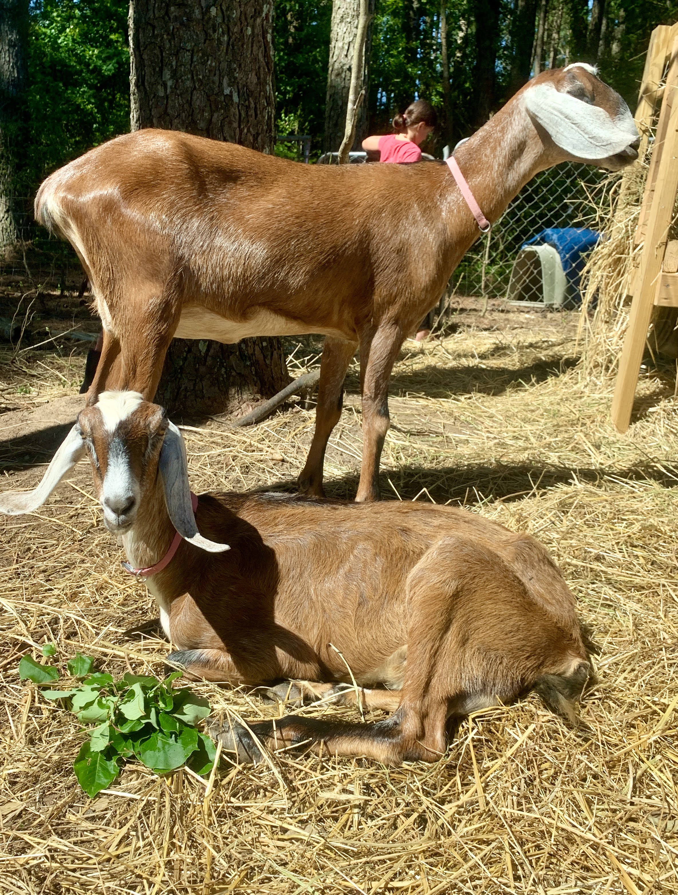 goats